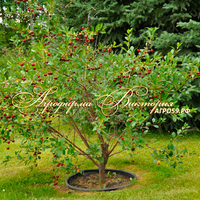 Вишня МЕЧТА ЗАУРАЛЬЯ (Россия, Свердловск) (КРУПНОМЕР! КРУПНОЕ, МОЩНОЕ ДЕРЕВО, ЦВЕТЁТ В ГОД ПОСАДКИ, ЧАСТО И ПЛОДОНОСИТ В ГОД ПОСАДКИ!) Вишня МЕЧТА ЗАУРАЛЬЯ (Россия, Свердловск) (КРУПНОМЕР! КРУПНОЕ, МОЩНОЕ ДЕРЕВО, ЦВЕТЁТ В ГОД ПОСАДКИ, ЧАСТО И ПЛОДОНОСИТ В ГОД ПОСАДКИ!)